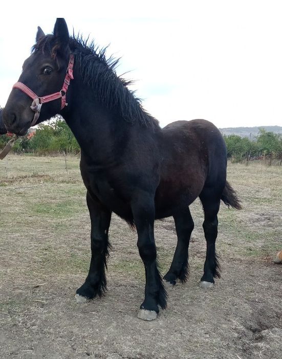 O mânză ardeneza de vânzare