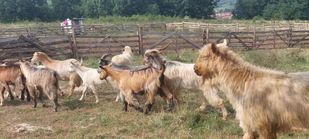 Vând 12 capre 4 capre cu lapte 3 iedițe si 4 țapi