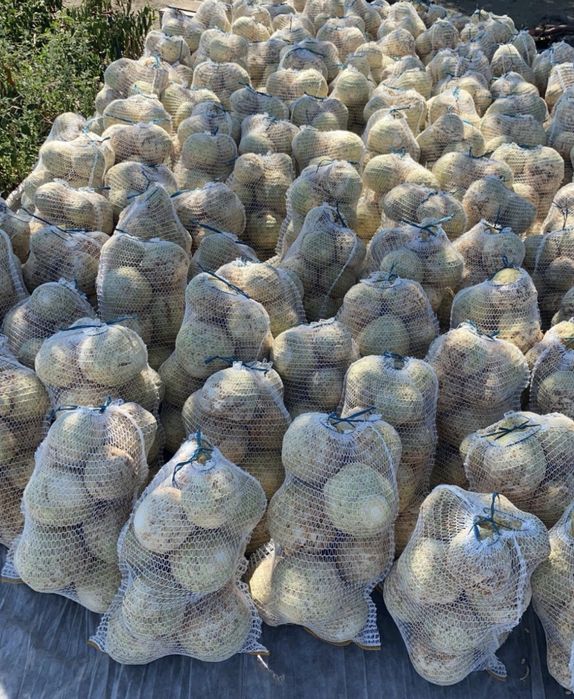 Telina de vanzare in cantitate mare