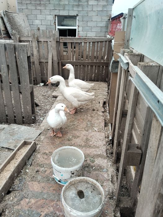 Продам гусеи порода линда