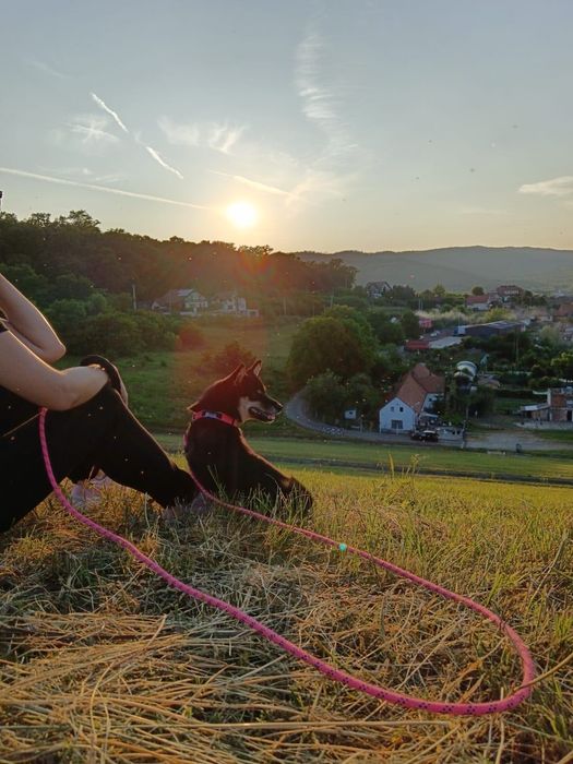 Cazare hotel caini petsitter pt catelul tău oricand & craciun/revelion