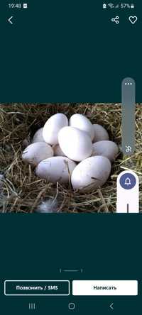 Продам домашние гусинные яйца