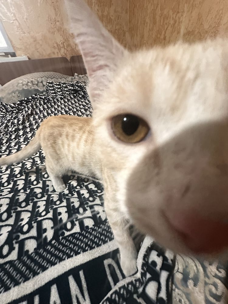 Отдам рыжего котёнка ласковый