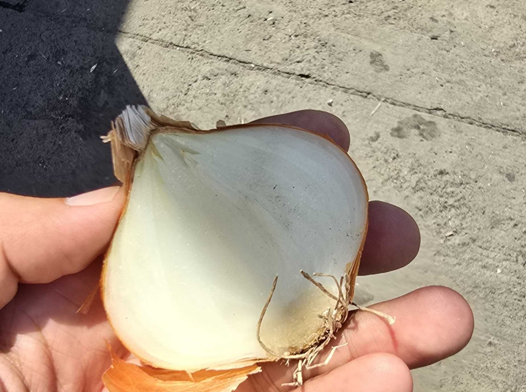 Ceapă galbenă 1 LEU/KG -Livrare oriunde în țară!