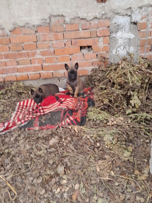 Белгийска овчарка