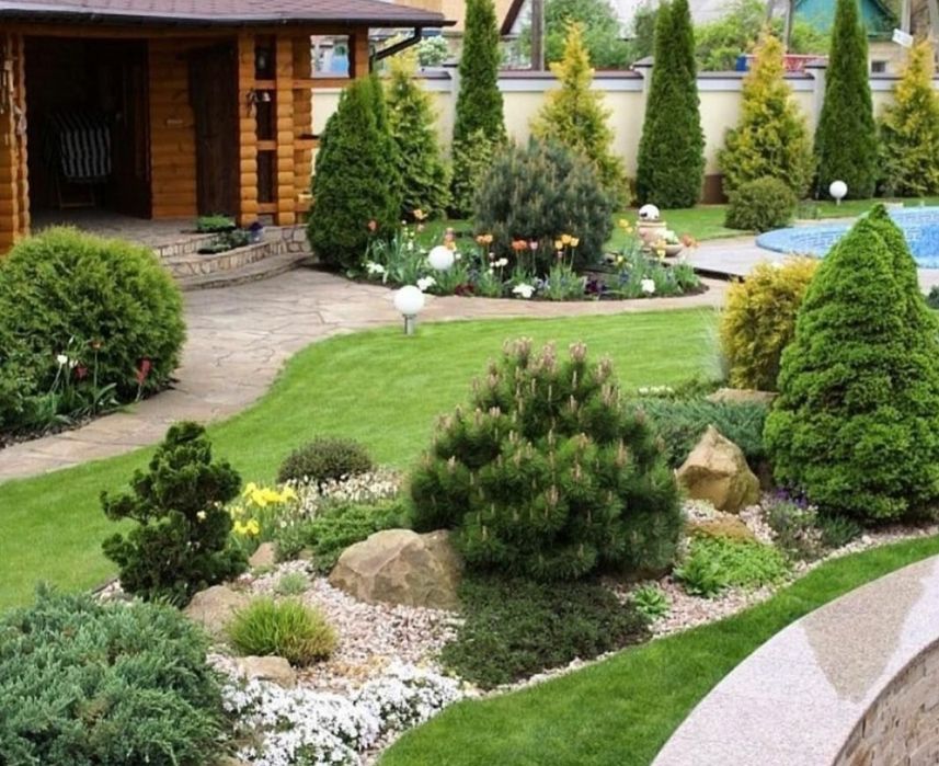 Голубая сосна,супер блю,елки и т.б