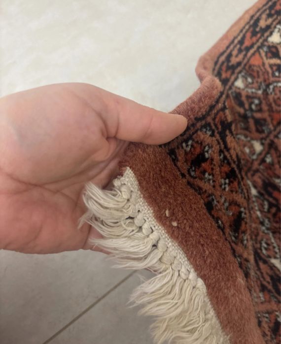 Persan autentic 64/87