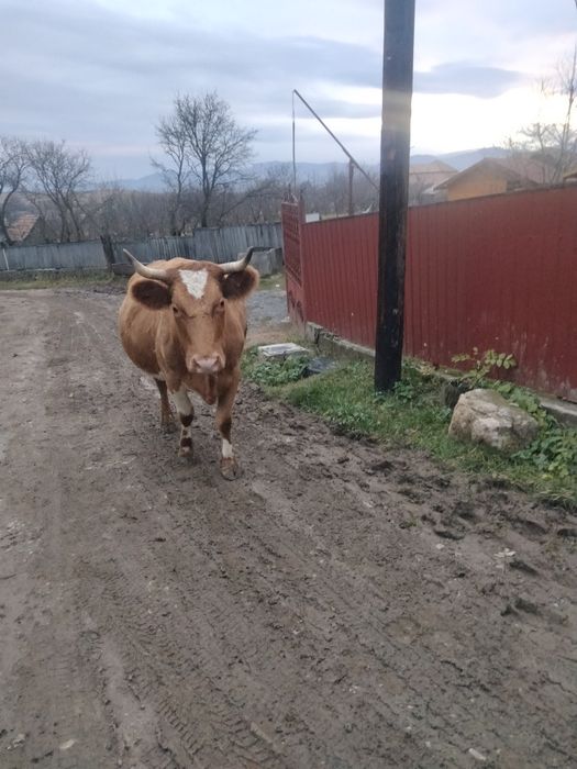Vând vacă gestanta,in luna a șaptea