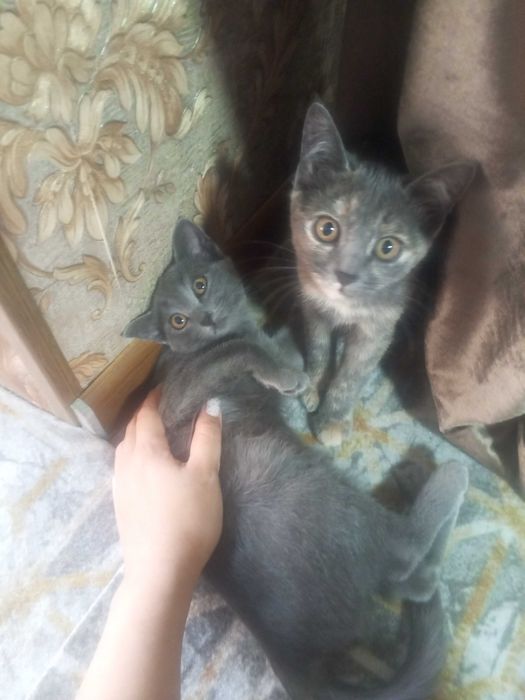 Mushuklar hadiya qilaman yaxshi qolarga 4 oyli orgatilgan