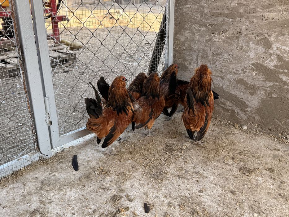 Cocoși Bărboasă de Anvers