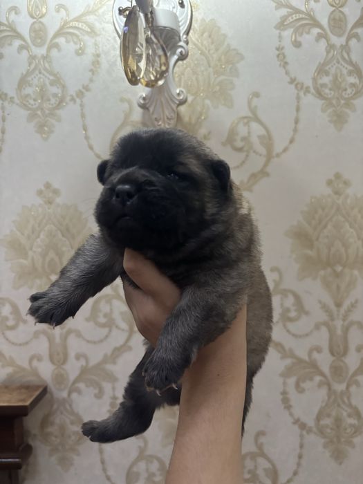 Продаются щенки здоровые 1 месяц