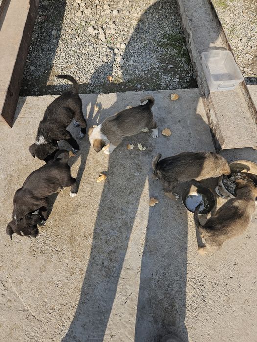 Отдам даром щенков Двортерьер