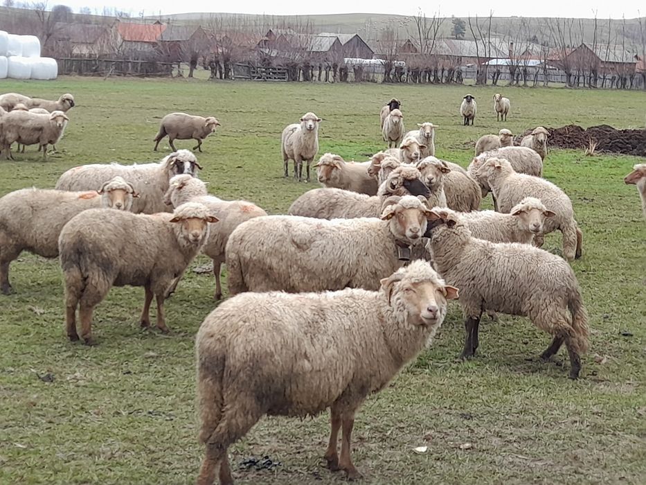 35 de oi de vânzare