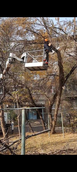 Спил деревьев Алматы и область