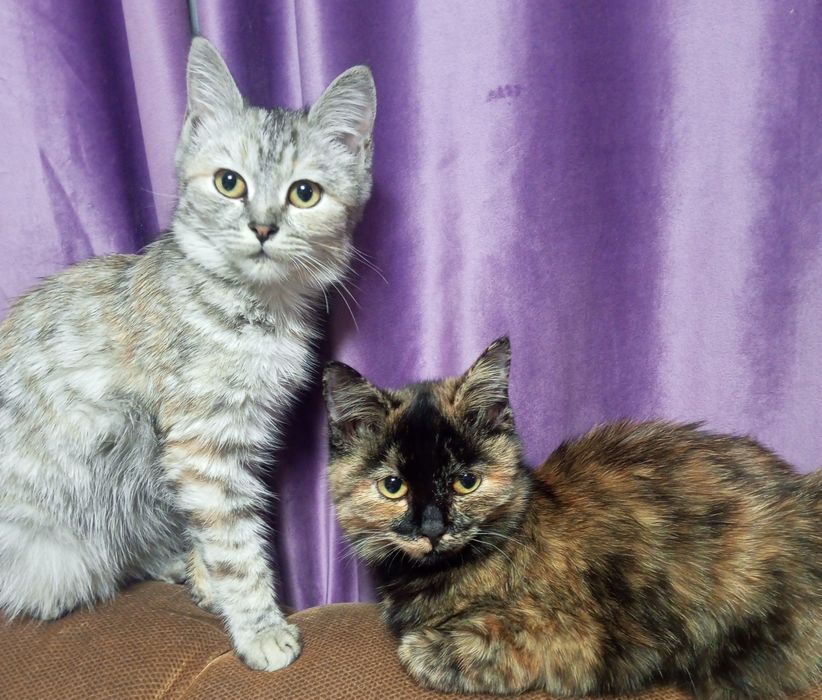 Отдам кошечек девочки  бесплатно