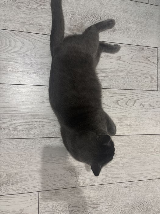 Кот отдам в добрые руки