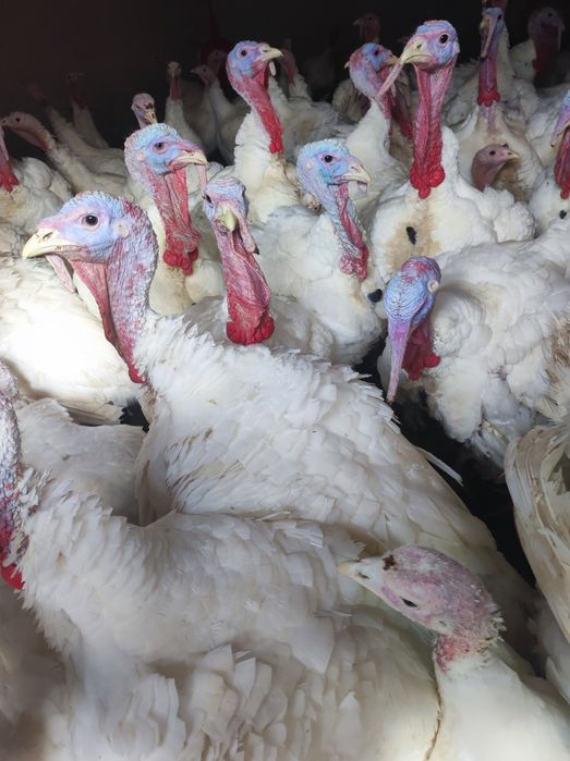 Vând curcani de carne