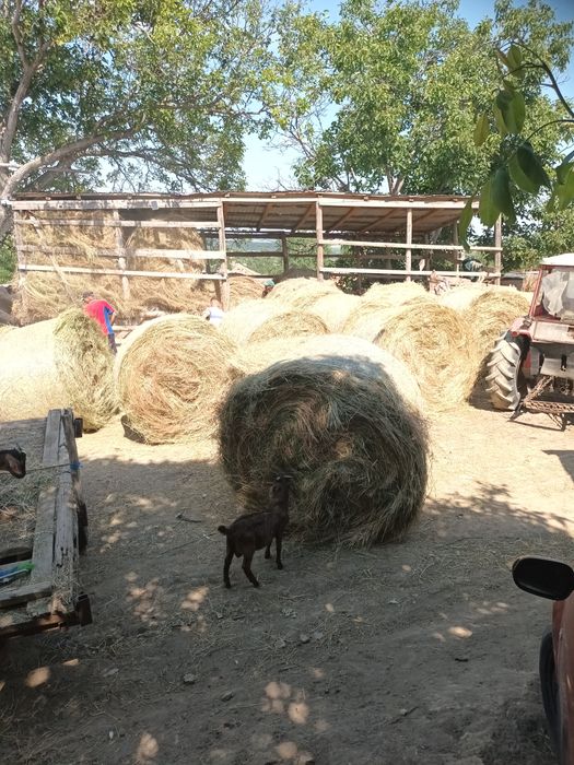 Baloti rotunzi de fan de foarte bună calitate