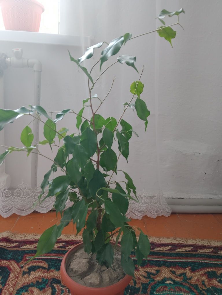 Продам     фикус