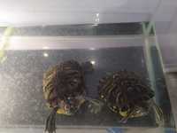 Черепахи красноухие, земноводные с аквариумом