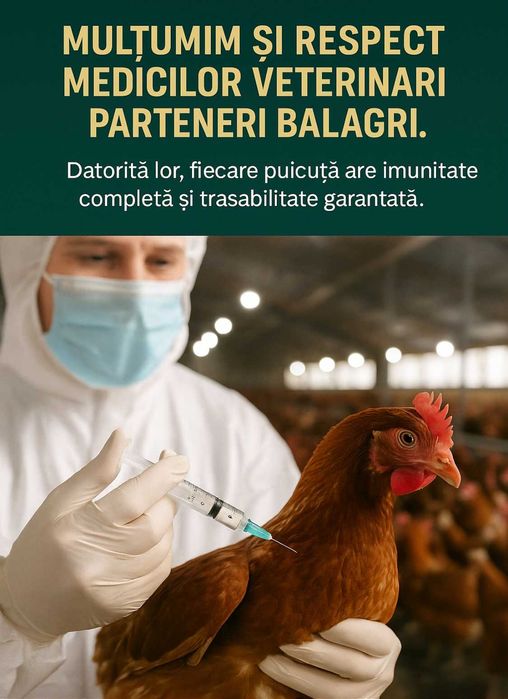 Vaccinarea – diferența dintre o puicuță sănătoasă și o pierdere sigură