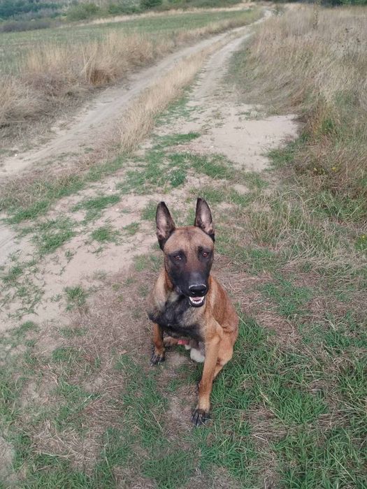 Белгийска овчарка -Малиноа