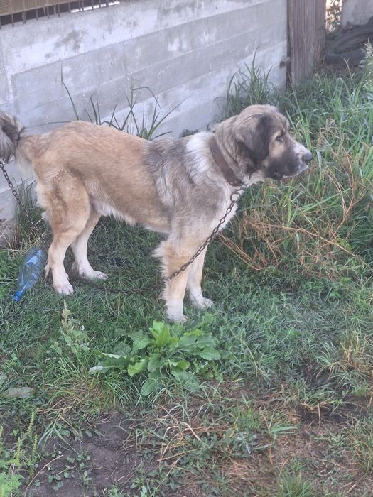 Donez ciine ciobanesc de bucovina