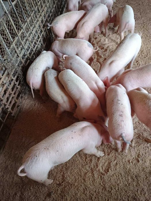 Продавам прасенца