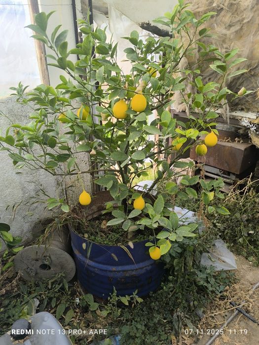 Лимон Туве сотилади