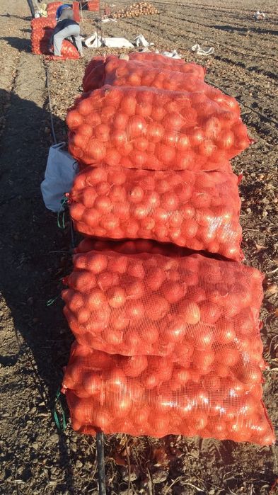 Продается  лук мешками
