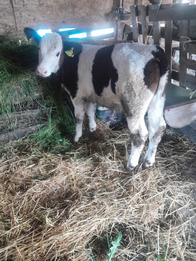 Vând vițel belgian