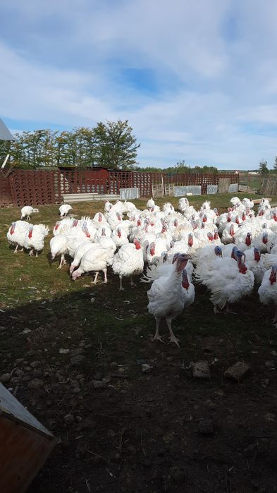 Vând curcani big 6 crescuti natural