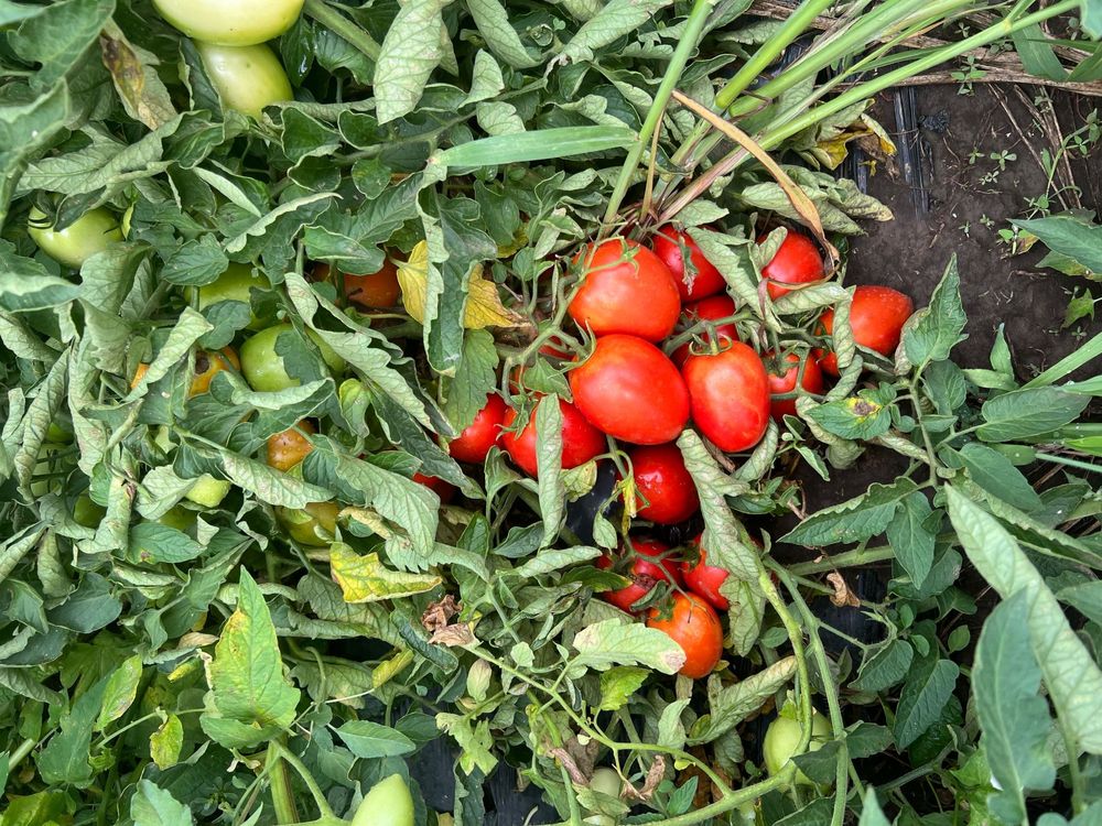Rosii prunisoare - pret negociabil