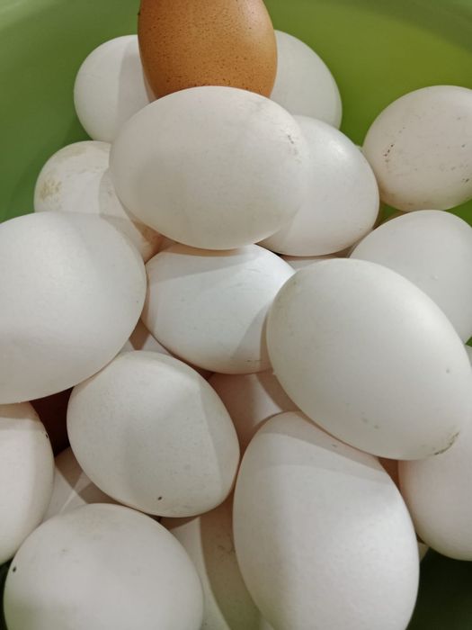 Яйца куриные домашнит
