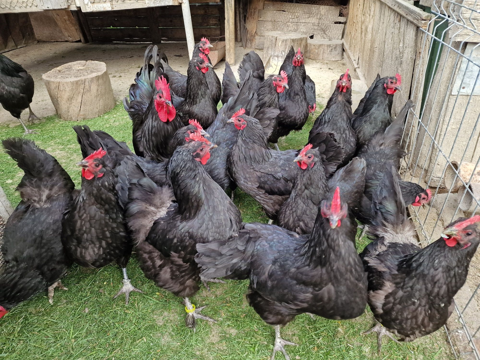 Oua gaini Australorp