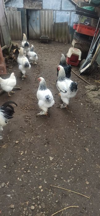 Cocoși brahman 2024/2025