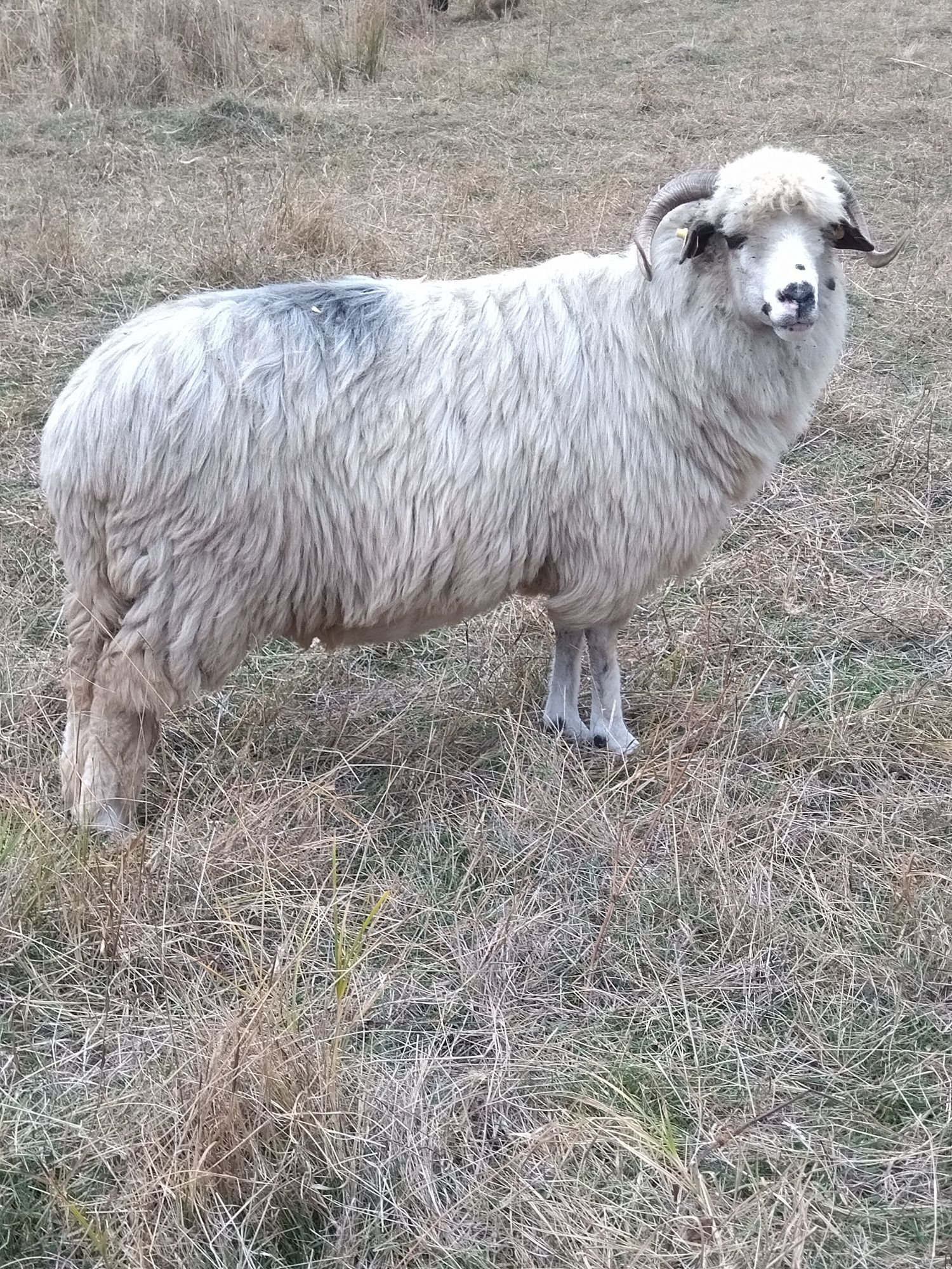 Oi și miei de vânzare