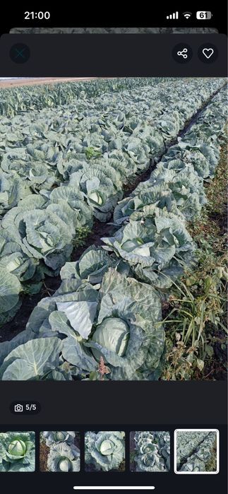 Vand varza Comuna Peretu