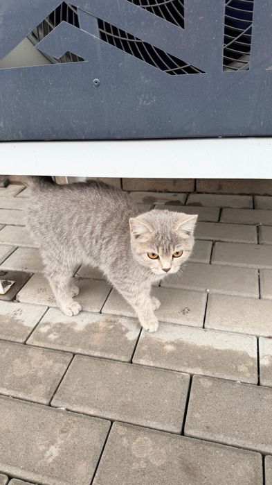 Отдам котенка в добрые руки