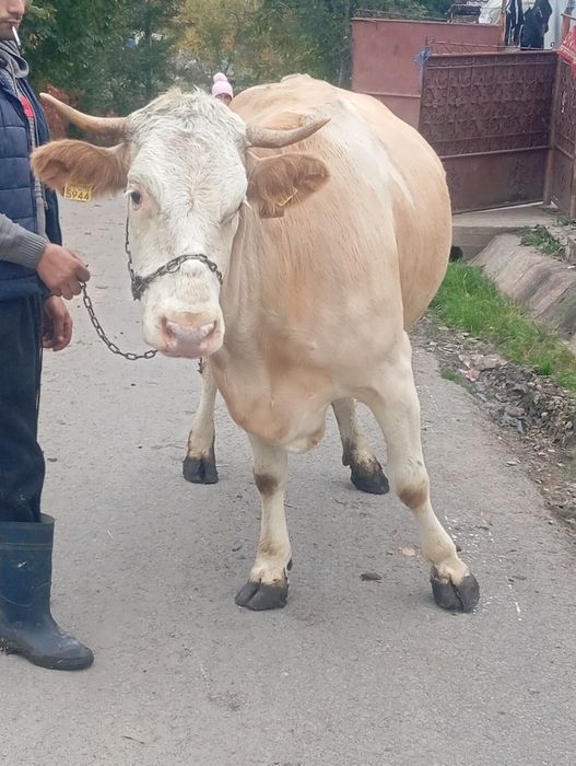 Vind juninca de3ani ani ci vremea împlinită de fatare