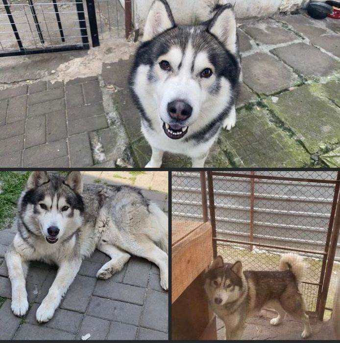 Căutăm o familie
