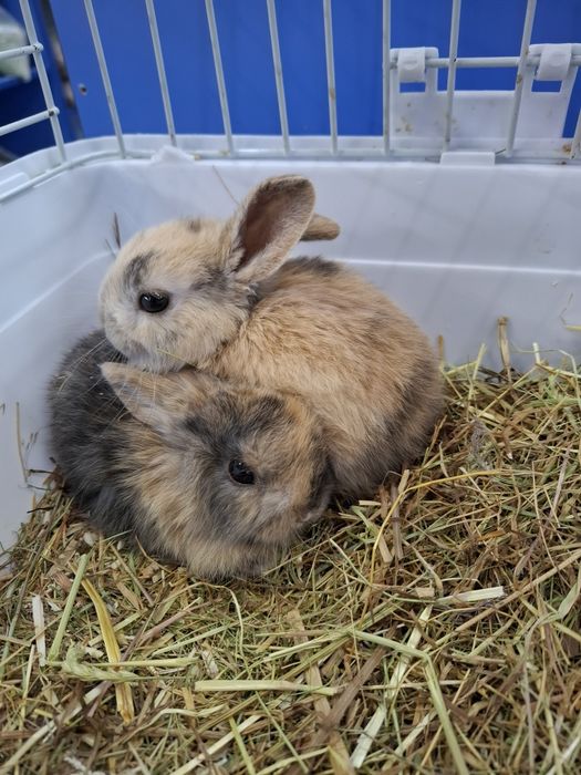 Декоративные кролики