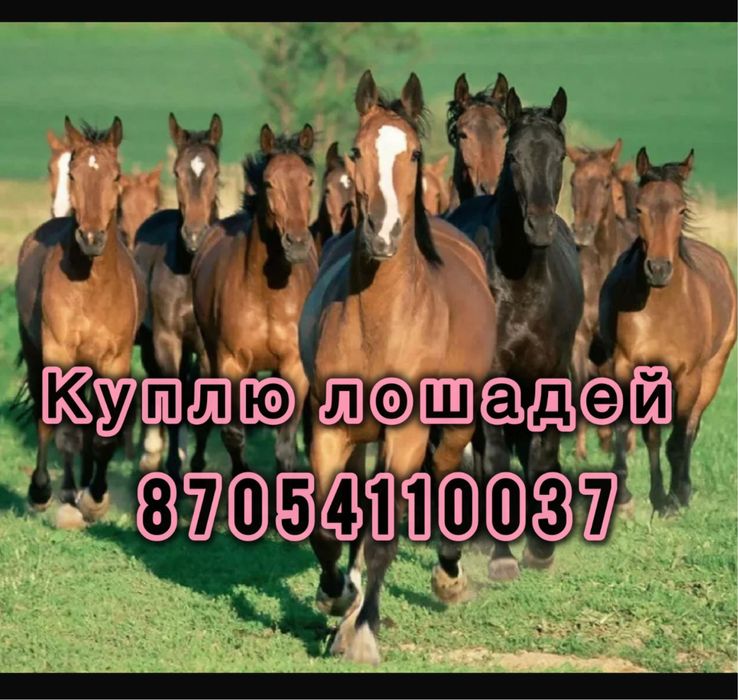 Лошади жылкы лошади