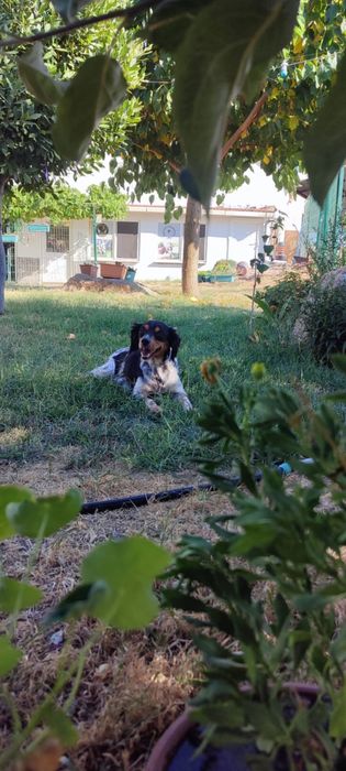 эпаньол бретон женски