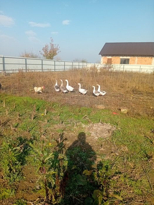 Vând 6 găste mari tinere outoare