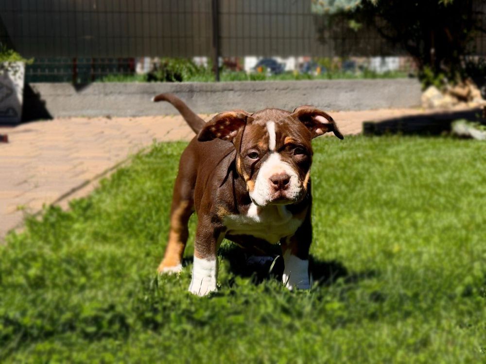 Vand American Bully