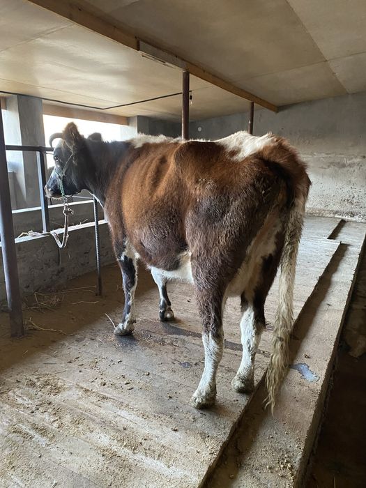 Сауын сиыр сатылады.