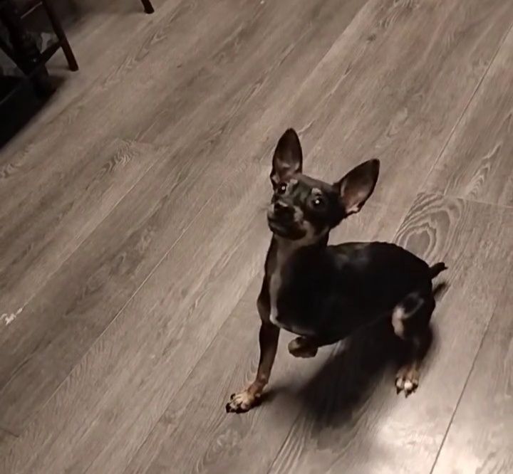 Кабель на вязку мини той терьер