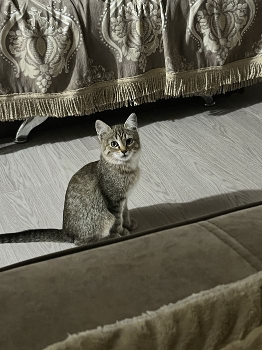 Отдам котика мальчик