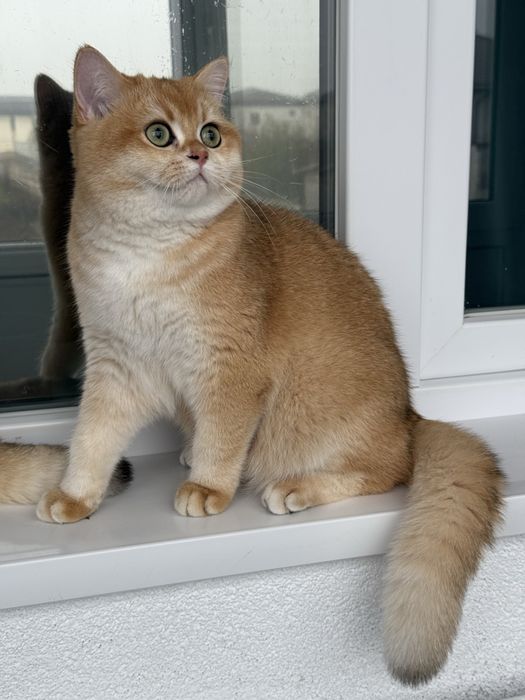 Btitish shorthair. golden